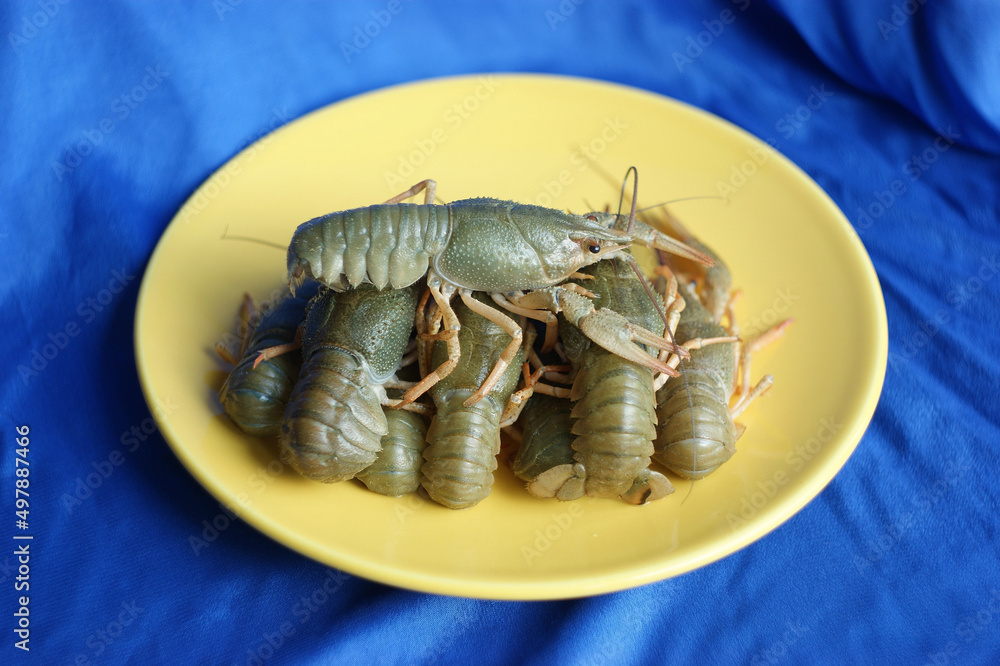 live crayfish. green crayfish on a plate live crayfish. green crayfish on a plate