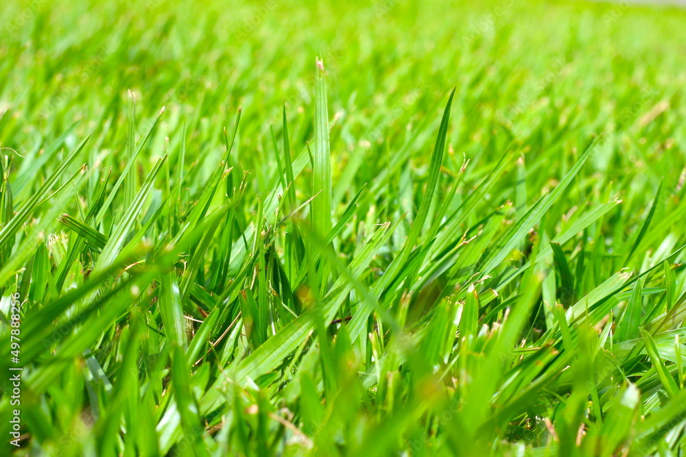 Belo gramado verde do parque, gramado do parque, grama em perspectiva com fundo desfocado Belo gramado verde do parque, gramado do parque, grama em perspectiva com fundo desfocado