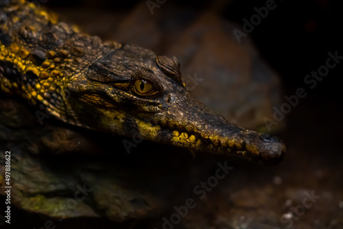 Krokodyl wąskopyski (Mecistops cataphractus)