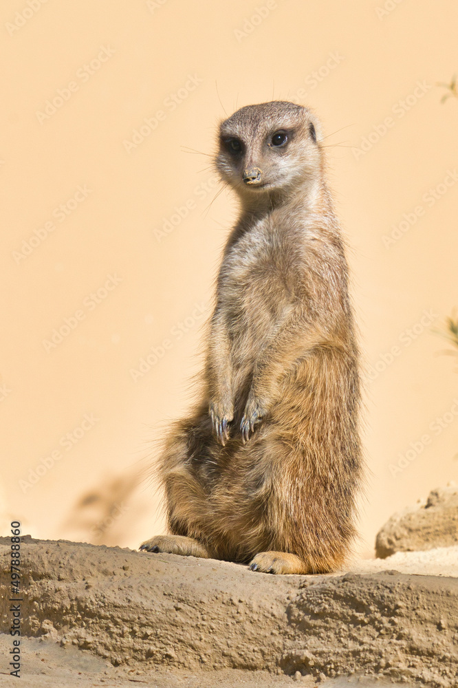 Fototapeta premium Erdmännchen