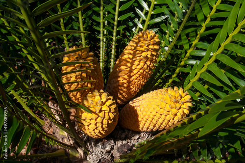 Sydney Australia, cone of a Encephalartos lebomboensis or Lebombo cycad photo