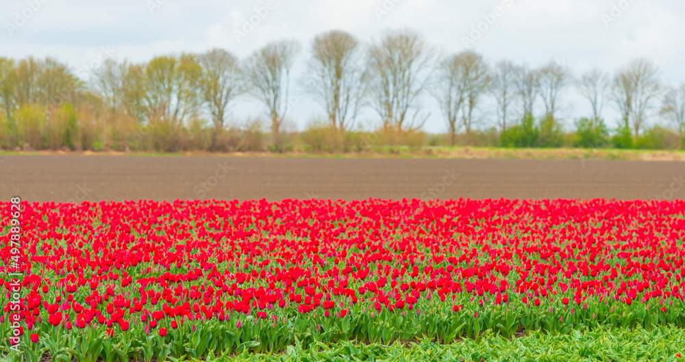 Colorful flowers in an agricultural field in sunlight below a blue white cloudy sky in springtime, Almere, Flevoland, The Netherlands, April 8, 2022