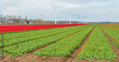 Colorful flowers in an agricultural field in sunlight below a blue white cloudy sky in springtime  Almere  Flevoland  The Netherlands  April 8  2022