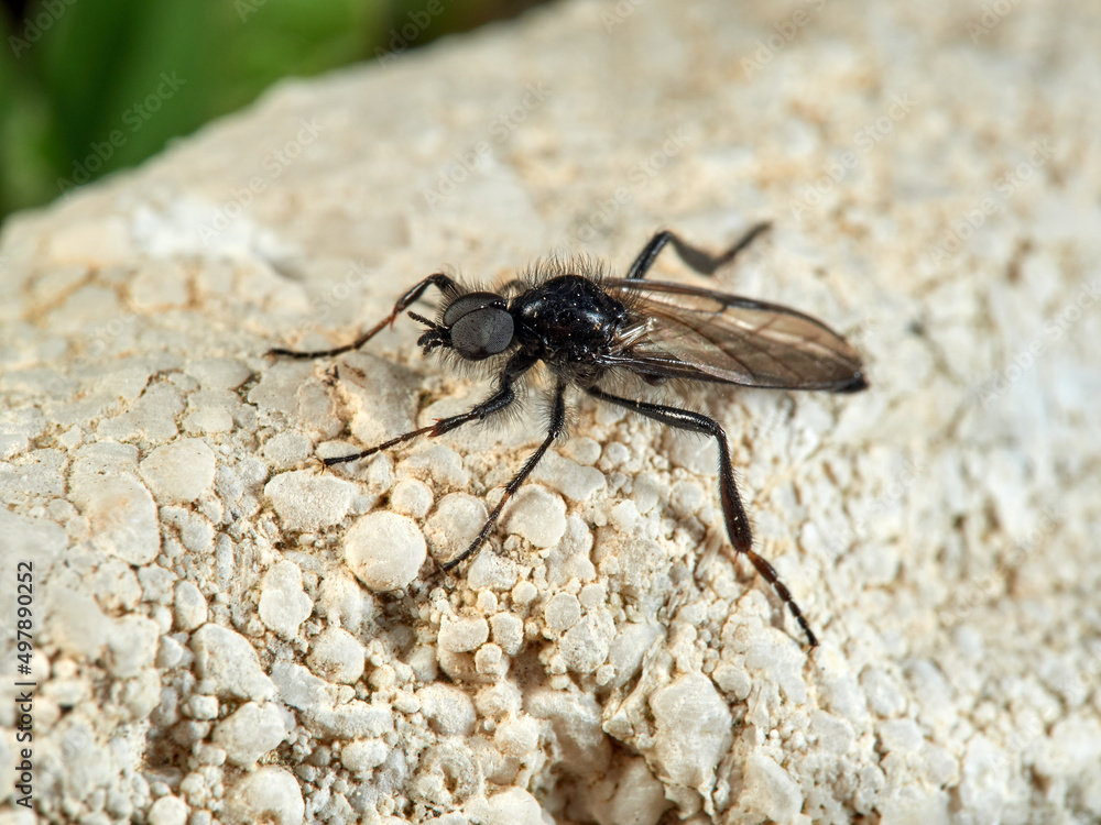 A San Marco fly or March fly in a natural environment. A San Marco fly or March fly in a natural environment.