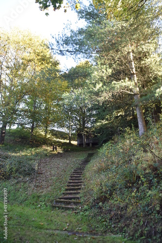 path in the woods