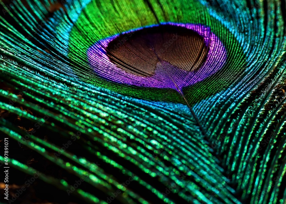 Naklejka premium peacock feather close up. Peafowl feather. Abstract background. Mor pankh.