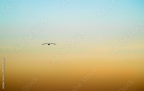 Yellow-blue sky background, sunset. Bird flying silhouette. The sky of Ukraine