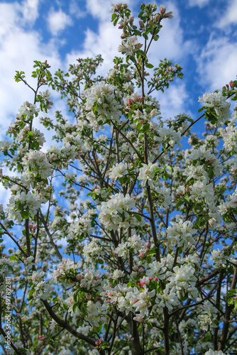 Bokeh flower Background. Blooming apple tree in spring time. Spring background