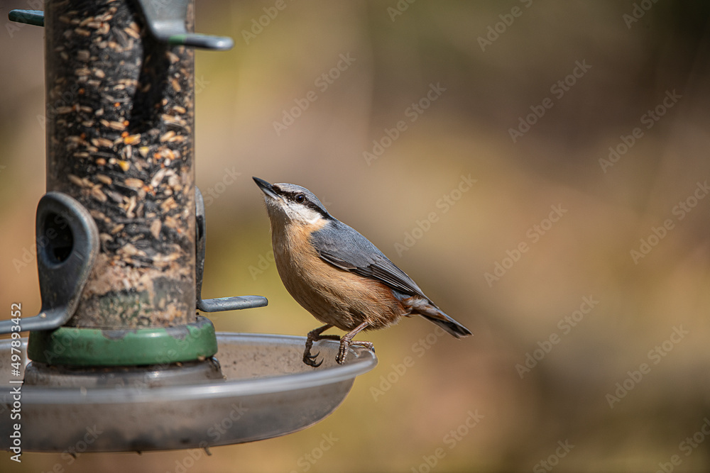 Fototapeta premium Nuthatch 