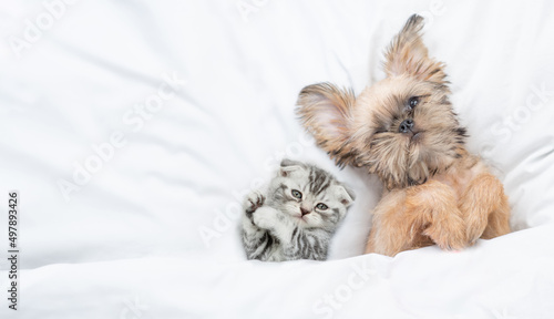 Cute pets. Funny Brussels Griffon puppy lying with young kitten under white warm blanket on a bed at home. Top down view. Empty space for text © Ermolaev Alexandr