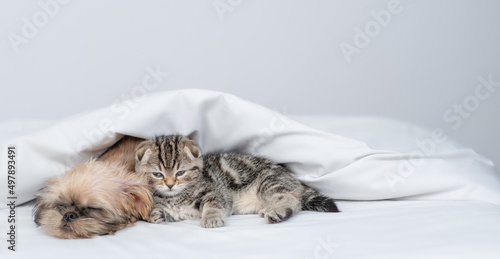 Sleepy Brussels griffon puppy and tiny kitten lying together under warm blanket on a bed at home. Empty space for text