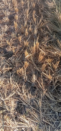close up of grass