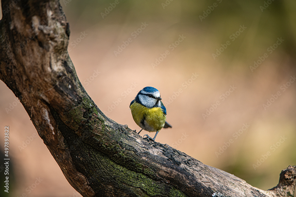 Blue tit