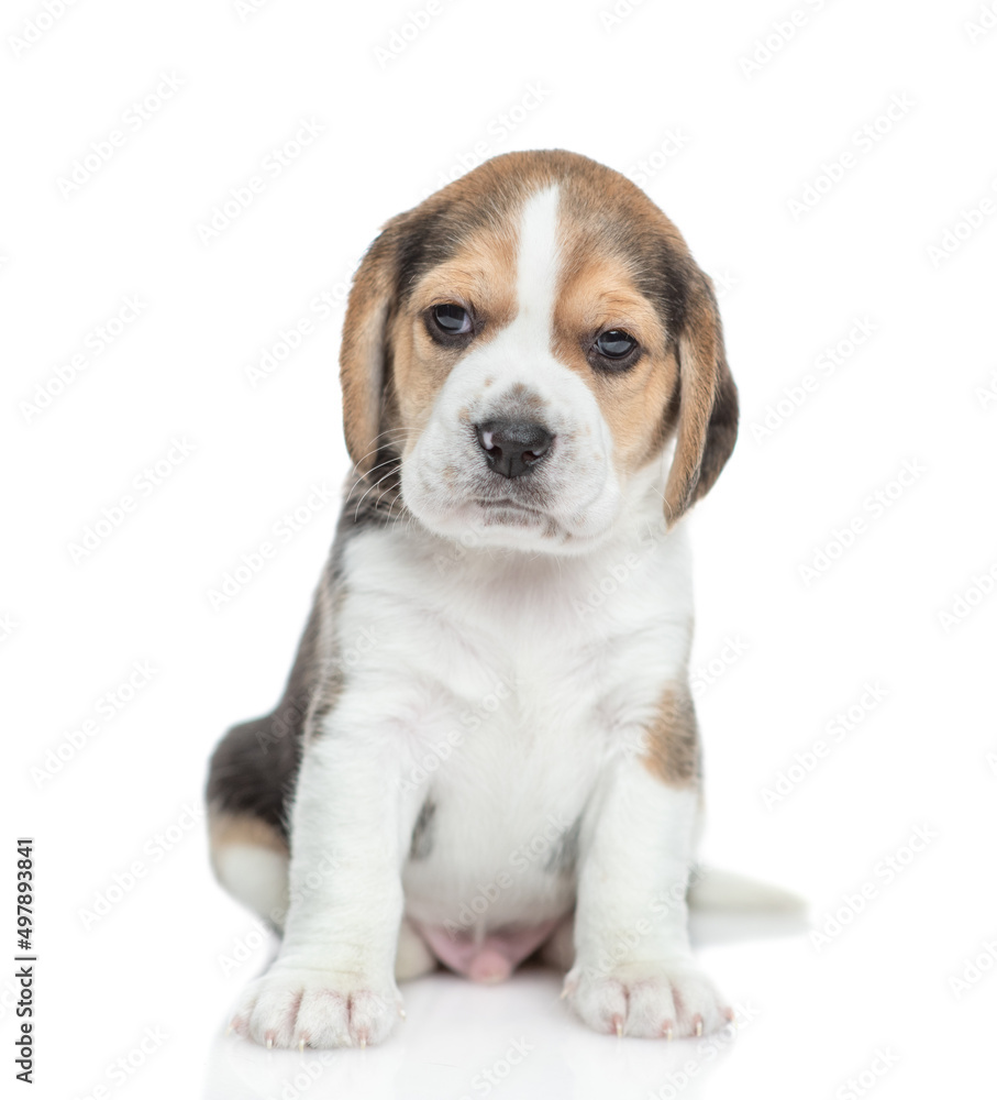 Beagle puppy sitting in front view and looking at camera. isolated on white background