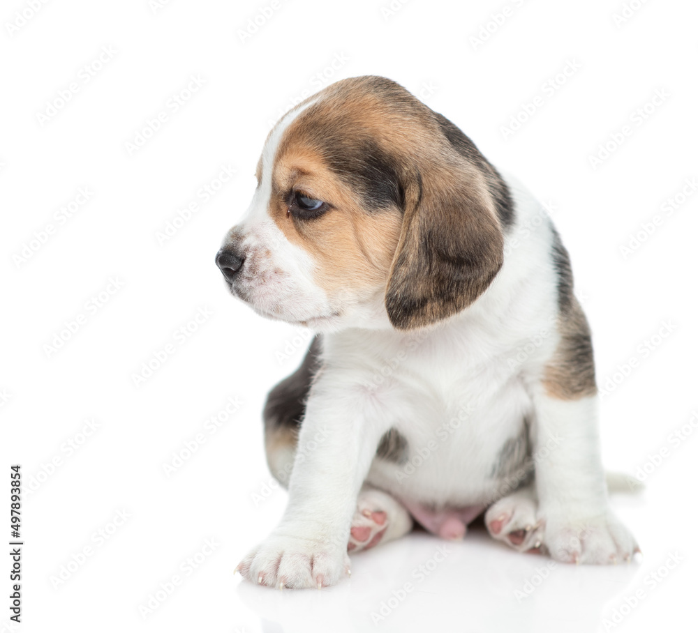 Little beagle puppy looking away. isolated on white background