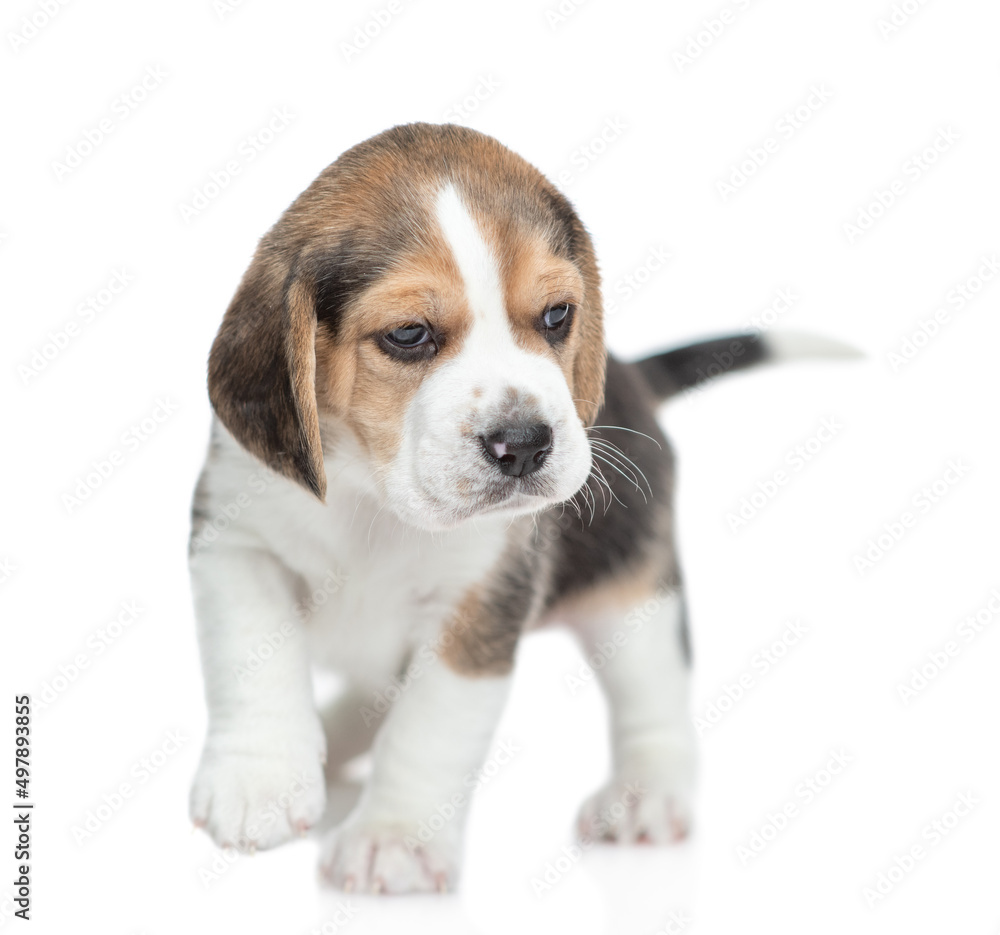 Walking Beagle puppy. isolated on white background Walking Beagle puppy. isolated on white background