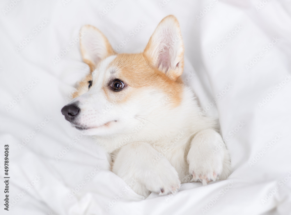 Cozy Welsh Corgi puppy sleeps under warm blanket on a bed at home. Top down view Cozy Welsh Corgi puppy sleeps under warm blanket on a bed at home. Top down view
