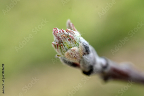 tree branch before flowering.apple bud on a branch