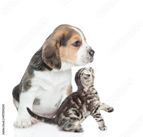 Young Beagle puppy and tabby kitten sit together in profile and look away and up on empty space. isolated on white background