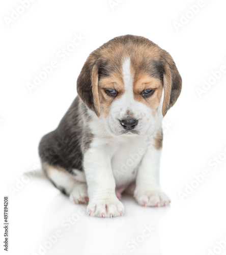 Sad Beagle puppy sitting in front view and looking down. isolated on white background