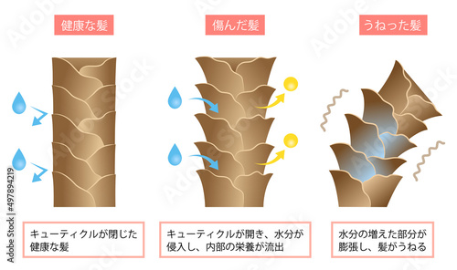 髪のうねりの原因　水分とキューティクル