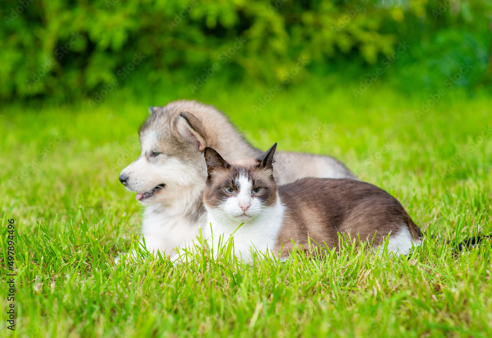 Alaskan malamute puppy and siamese kitten lying together on green summer grass Alaskan malamute puppy and siamese kitten lying together on green summer grass