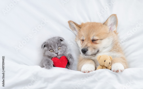 Sleepy cozy Pembroke Welsh corgi puppy hugs favorite toy bear near tiny kitten under white warm blanket on a bed at home. Kitten holds red heart. Top down view