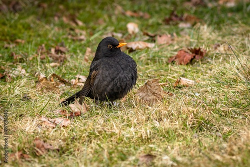 Male blackbird with a bright orange beak sitting on green and brown grass covered with dry leaves. Spring day in a park. photo