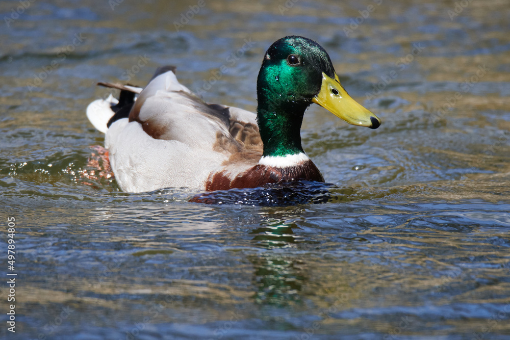 Stockente im Frühjahr in der Spree Stockente im Frühjahr in der Spree