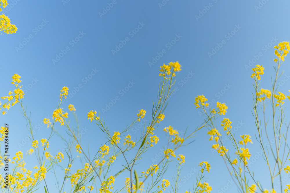 菜の花