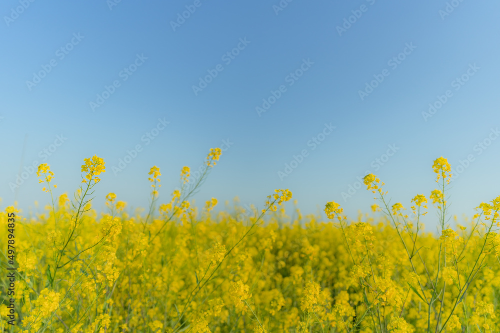 Obraz premium 菜の花