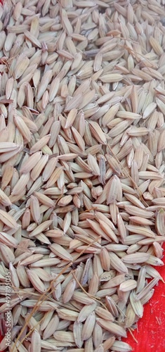 red and white rice