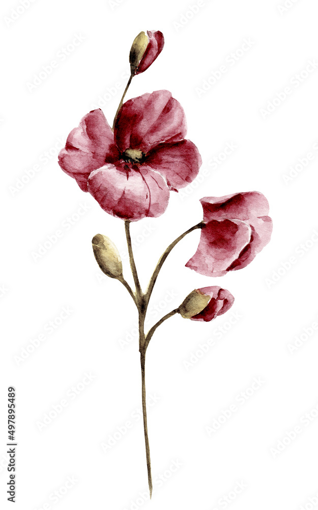Fototapeta premium Pink flower poppy, single flower, watercolor floral illustration, wildflower, decoration for poster, greeting card, birthday, wedding design. Isolated on white background. Hand painting.