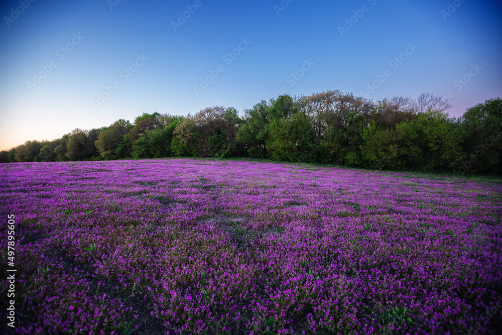 Summer landscape with a field of wildflowers in the evening. Summer landscape with a field of wildflowers in the evening.