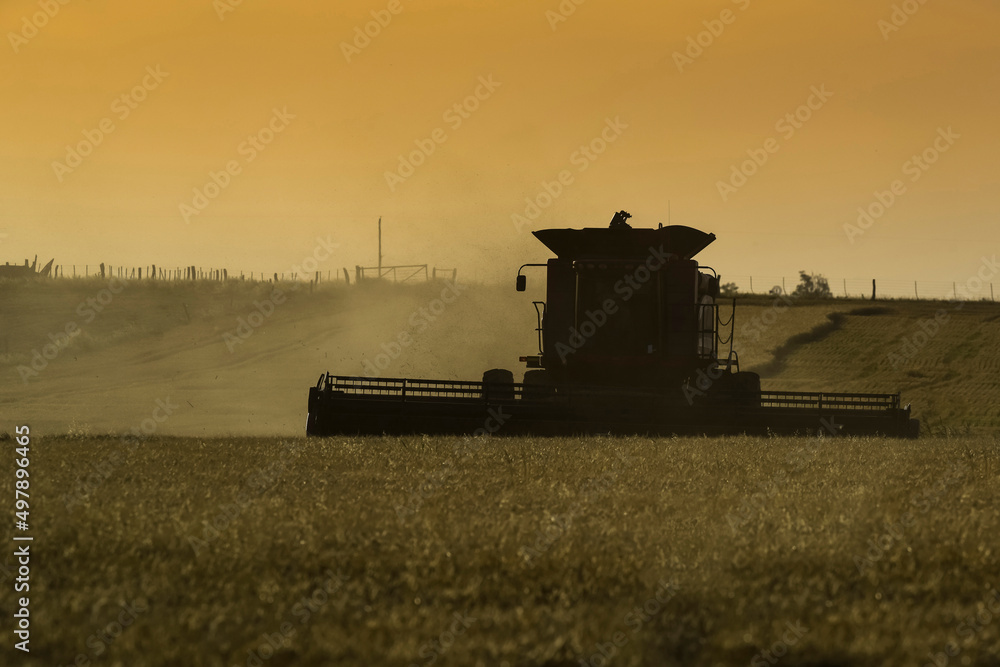 Naklejka premium Harvester machine, harvesting in the Argentine countryside, Buenos Aires province, Argentina.
