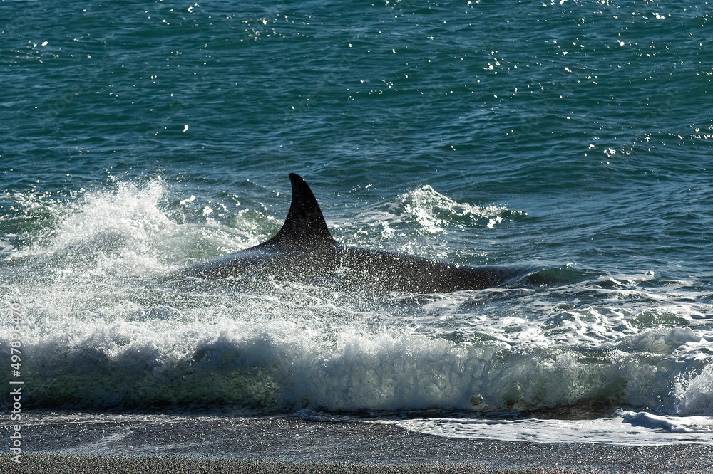 Fototapeta premium Orca patrolling the coast,Peninsula Valdes, Patagonia Argentina