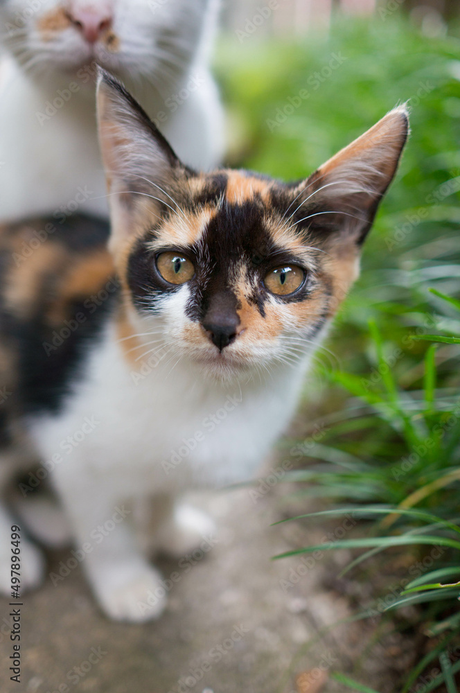 可愛らしいまっすぐな瞳で見つめる子猫