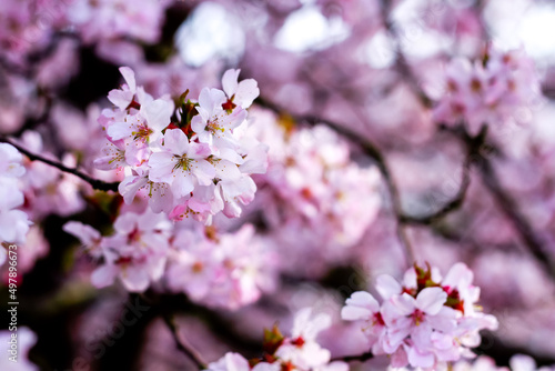 Close up of stunning cherry blossoms in early spring