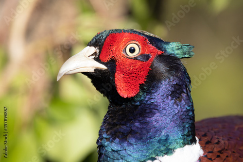 Male Pheasant (Phasianus colchicus) with colourful plumage