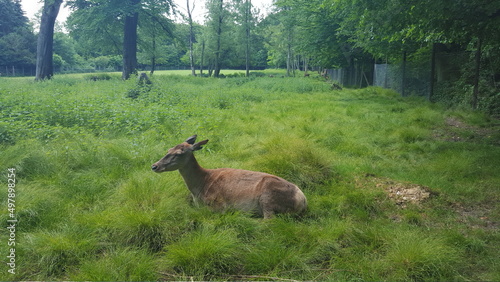 Deer in grass
