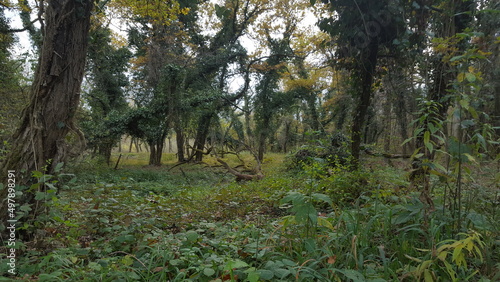 Old forest with trees