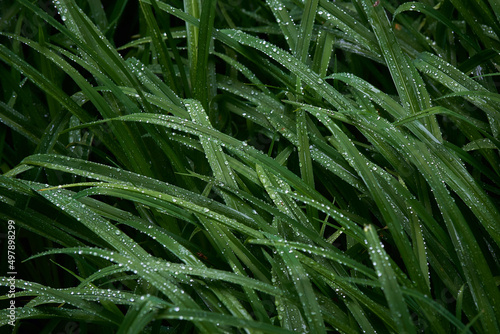 Canvas Print drops of water on the green grass after the rain