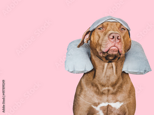 Lovable, pretty brown puppy and air travel pillow. Travel preparation and planning. Close-up, indoors. Studio photo, isolated background. Concept of recreation, travel and tourism