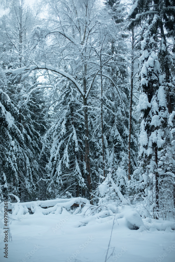 Winter forest. We ate in snow. Natural landscape in snowfall. Winter forest. We ate in snow. Natural landscape in snowfall.