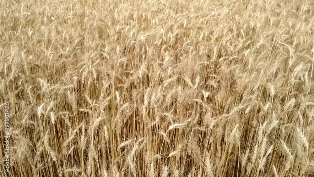Wheat plant in the field organic food golden Wheat plant in the field organic food golden