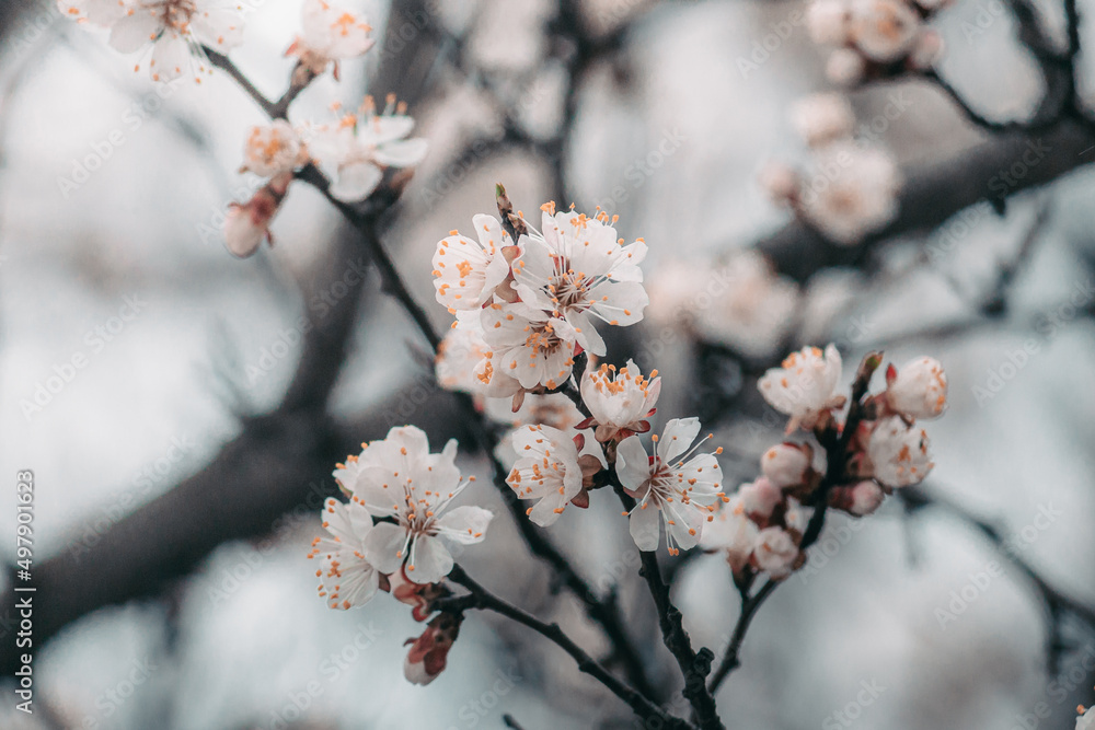 Macro photo of a spring flower. Blooming apricot tree in spring with white beautiful flowers. Natural seasonal background. Macro photo of a spring flower. Blooming apricot tree in spring with white beautiful flowers. Natural seasonal background.