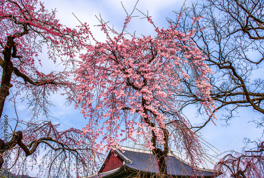 cherry blossom in spring at Gyeongbokgung palace, Seoul, South Korea.