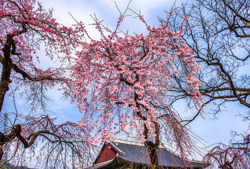 Obraz na płótnie cherry blossom in spring at Gyeongbokgung palace, Seoul, South Korea. w salonie