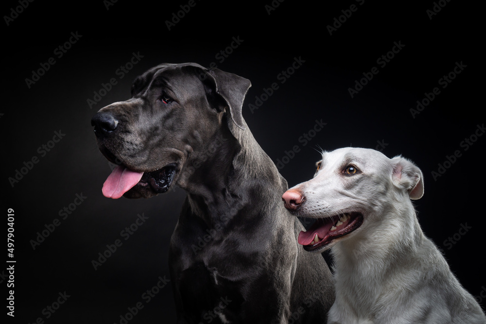Portrait of a Great Dane and a white dog on an isolated black background.