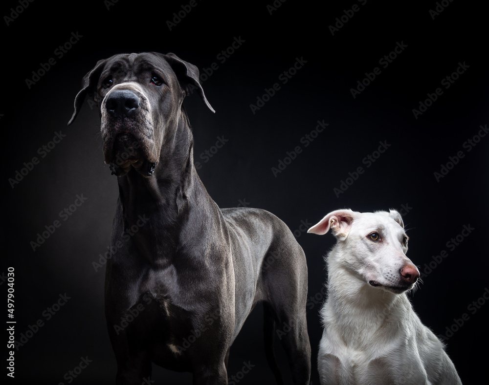 Portrait of a Great Dane and a white dog on an isolated black background. Portrait of a Great Dane and a white dog on an isolated black background.